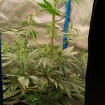 purple-juice-auto-fem-herbies-seeds.jpg