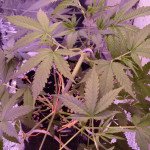 original-auto-og-kush-fem-fastbuds.jpg