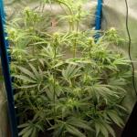 purple-juice-auto-fem-herbies-seeds.jpg