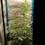 purple-juice-auto-fem-herbies-seeds.jpg