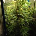 purple-juice-auto-fem-herbies-seeds.jpg