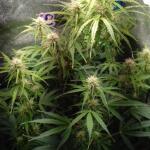 purple-juice-auto-fem-herbies-seeds.jpg