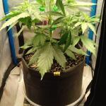 purple-juice-auto-fem-herbies-seeds.jpg