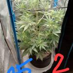 purple-juice-auto-fem-herbies-seeds.jpg