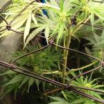 purple-juice-auto-fem-herbies-seeds.jpg
