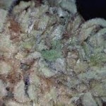 White_Widow_Dutch_Passion.jpg