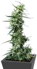 Greenhouse Thai fem (GHS)