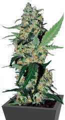 Green Poison fem (Sweet Seeds)