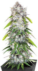 Papaya Cookies Auto fem (FastBuds)