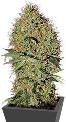 Super Bud Auto fem (Green House Seeds) семена конопли