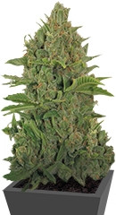 Critical Kush Auto fem (Barney's Farm) семена конопли