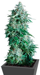 Anubis fem (Pyramid Seeds) семена конопли