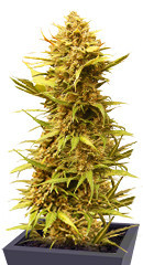 Critical XXL Auto fem (Herbies Seeds) семена конопли
