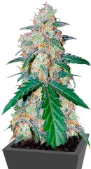 G14 auto fem (FastBuds) семена конопли
