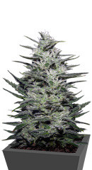 Amnesia Molotov fem (Kalashnikov Seeds)
