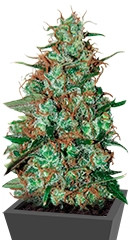 Wild Thailand Ryder Auto fem (World of Seeds) семена конопли