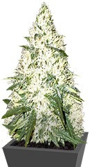 Green Mango Kush fem (Sumo Seeds)