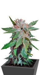 Royal Cheese (Fast Flowering) fem семена конопли