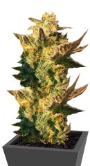 Speedy Gonzales Auto (Speedy Boom Auto) fem (Kannabia Seeds)