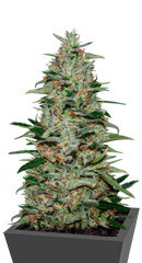 White Russian OG fem (Kalashnikov Seeds)