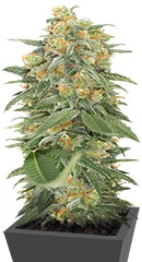 Green Crack 2.0 fem (Humboldt Seed Organization)
