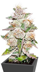 Mendocino Purple Kush fem семена конопли
