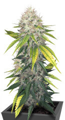 Za-Za OG fem (Herbies Seeds) семена конопли