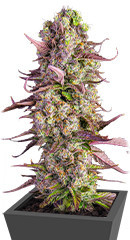 Gorilla Zkittlez Auto fem (FastBuds)