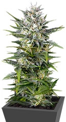 Pineapple Skunk fem (Humboldt Seeds)