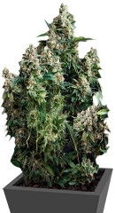 Auto Tutankhamon fem (Pyramid Seeds) семена конопли