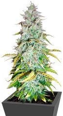 Amnesia Haze Automatic fem (Royal Queen Seeds) семена конопли