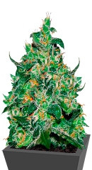 Critical Jack Herer Auto fem (Delicious Seeds) семена конопли