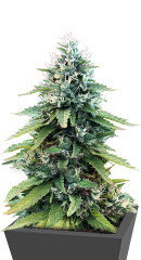 Gorilla Glue #4 fem (Blimburn Seeds) семена конопли