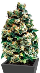Jack Herer fem семена конопли