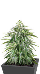 Zkittzy Gorilla fem (Original Sensible Seeds) семена конопли