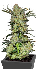 King’s Kush fem семена конопли