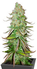 Big Bud Auto fem (Herbies Seeds) семена конопли