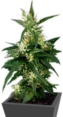 Neville's Haze fem (Green House Seeds)