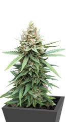 Descojack fem (Delicious Seeds) семена конопли
