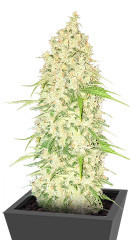 Watermelon Zkittlez Auto fem семена конопли