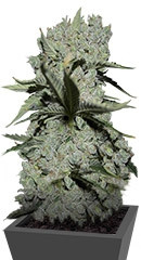 Critical Kush fem (Barney's Farm) семена конопли