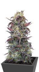 Auto Orange Bud fem (Dutch Passion) семена конопли