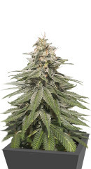 Eleven Roses Early Version fem (Delicious Seeds) семена конопли