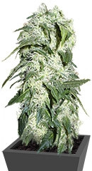 Himalaya Gold fem (Green House Seeds) семена конопли