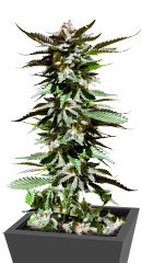 Girl Scout Cookies fem семена конопли
