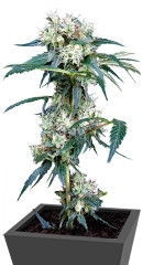 NL5 Haze Mist fem семена конопли