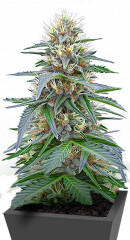 Northern Lights 10 of 10 fem (Seedkeepers) семена конопли