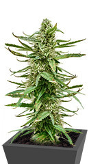 Runtz Auto fem (Barney's Farm) семена конопли