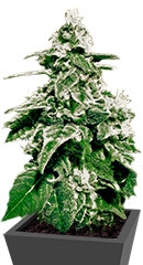 White Widow Auto fem (Green House Seeds) семена конопли