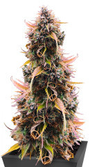 Mandarin Thuggee Auto fem (AlphaFem Seeds) семена конопли